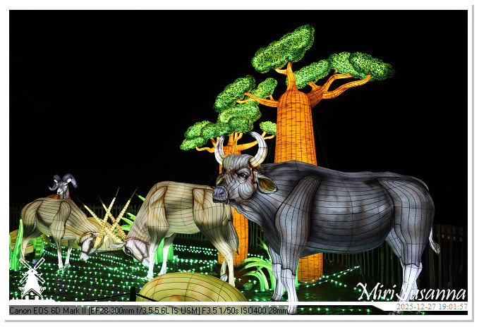 Ouwehand Light Night 2025 IMG_4304