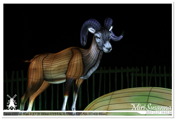 Ouwehand Light Night 2025 IMG_4306