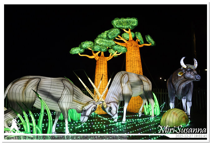 Ouwehand Light Night 2025 IMG_4307