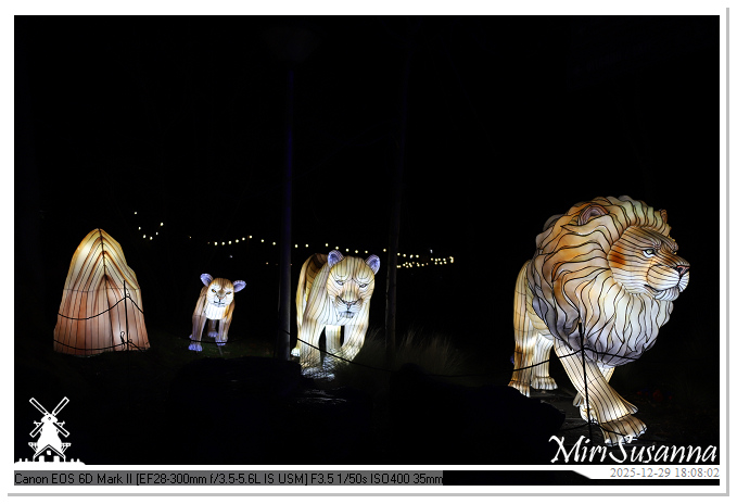 Beekse Bergen Light Safari 2025 IMG_4559@MiriSusanna CC-BY-NC-ND Beekse Bergen Light Safari 2025 IMG_4559