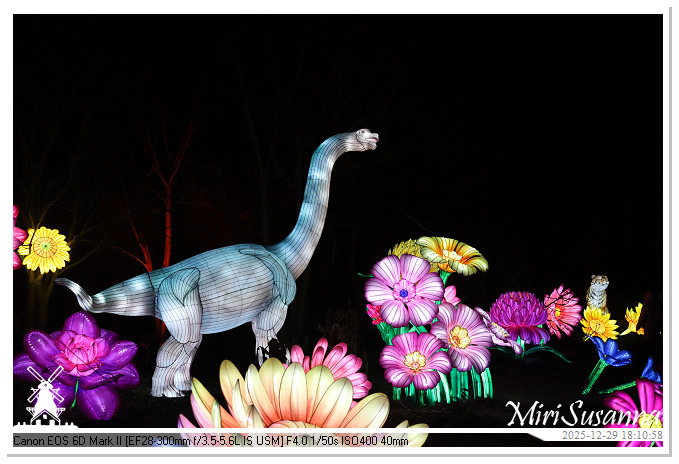 Beekse Bergen Light Safari 2025 IMG_4564@MiriSusanna CC-BY-NC-ND Beekse Bergen Light Safari 2025 IMG_4564