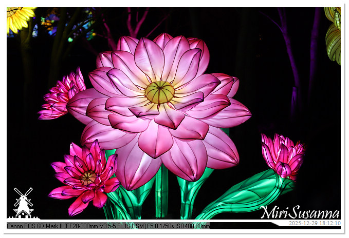 Beekse Bergen Light Safari 2025 IMG_4567@MiriSusanna CC-BY-NC-ND Beekse Bergen Light Safari 2025 IMG_4567