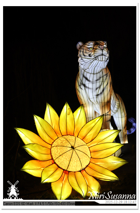 Beekse Bergen Light Safari 2025 IMG_4568@MiriSusanna CC-BY-NC-ND Beekse Bergen Light Safari 2025 IMG_4568