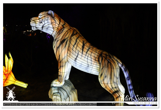 Beekse Bergen Light Safari 2025 IMG_4570@MiriSusanna CC-BY-NC-ND Beekse Bergen Light Safari 2025 IMG_4570