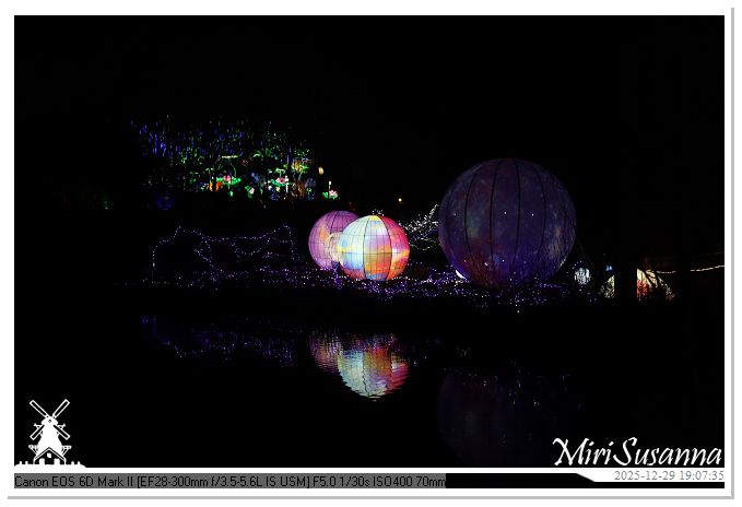 Beekse Bergen Light Safari 2025 IMG_4582@MiriSusanna CC-BY-NC-ND Beekse Bergen Light Safari 2025 IMG_4582