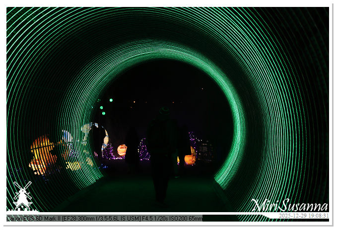 Beekse Bergen Light Safari 2025 IMG_4591@MiriSusanna CC-BY-NC-ND Beekse Bergen Light Safari 2025 IMG_4591