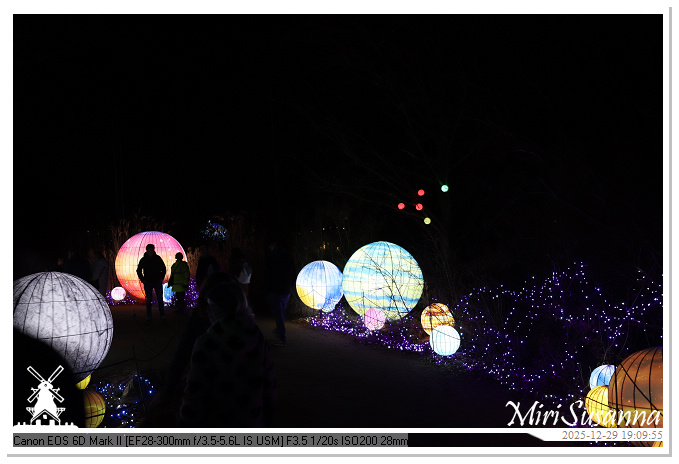 Beekse Bergen Light Safari 2025 IMG_4598@MiriSusanna CC-BY-NC-ND Beekse Bergen Light Safari 2025 IMG_4598