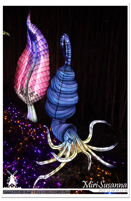 Beekse Bergen Light Safari 2025 IMG_4609@MiriSusanna CC-BY-NC-ND Beekse Bergen Light Safari 2025 IMG_4609