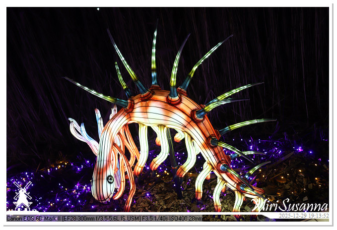 Beekse Bergen Light Safari 2025 IMG_4610@MiriSusanna CC-BY-NC-ND Beekse Bergen Light Safari 2025 IMG_4610