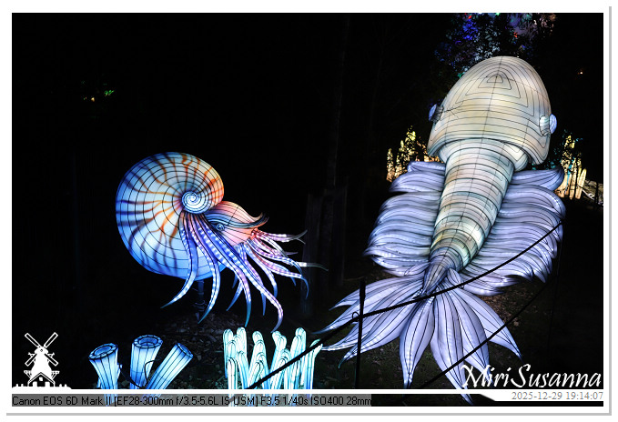 Beekse Bergen Light Safari 2025 IMG_4611@MiriSusanna CC-BY-NC-ND Beekse Bergen Light Safari 2025 IMG_4611