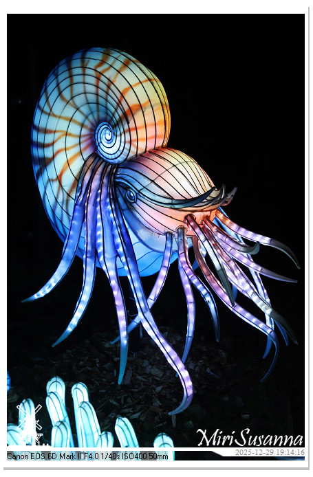 Beekse Bergen Light Safari 2025 IMG_4612@MiriSusanna CC-BY-NC-ND Beekse Bergen Light Safari 2025 IMG_4612