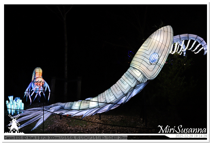 Beekse Bergen Light Safari 2025 IMG_4613@MiriSusanna CC-BY-NC-ND Beekse Bergen Light Safari 2025 IMG_4613