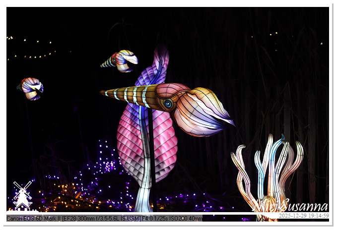 Beekse Bergen Light Safari 2025 IMG_4615@MiriSusanna CC-BY-NC-ND Beekse Bergen Light Safari 2025 IMG_4615