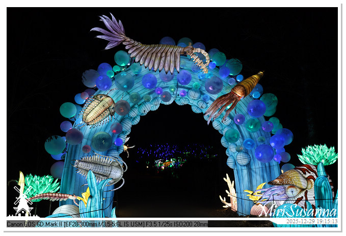 Beekse Bergen Light Safari 2025 IMG_4616@MiriSusanna CC-BY-NC-ND Beekse Bergen Light Safari 2025 IMG_4616