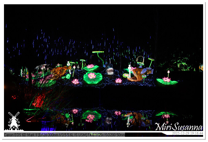 Beekse Bergen Light Safari 2025 IMG_4620@MiriSusanna CC-BY-NC-ND Beekse Bergen Light Safari 2025 IMG_4620