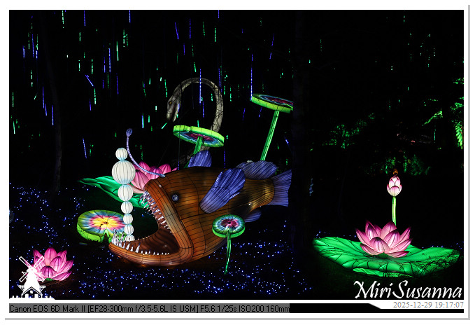 Beekse Bergen Light Safari 2025 IMG_4622@MiriSusanna CC-BY-NC-ND Beekse Bergen Light Safari 2025 IMG_4622