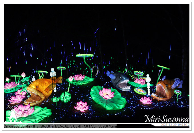 Beekse Bergen Light Safari 2025 IMG_4625@MiriSusanna CC-BY-NC-ND Beekse Bergen Light Safari 2025 IMG_4625