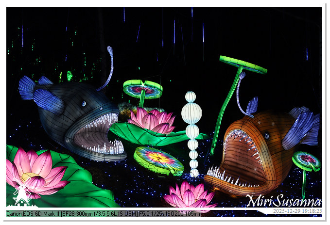 Beekse Bergen Light Safari 2025 IMG_4626@MiriSusanna CC-BY-NC-ND Beekse Bergen Light Safari 2025 IMG_4626