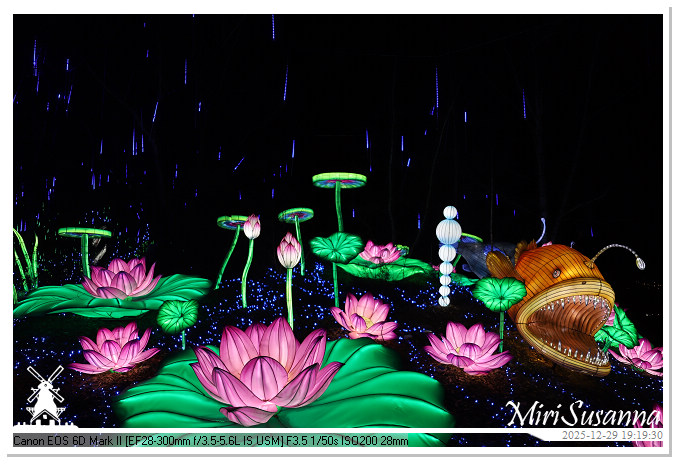 Beekse Bergen Light Safari 2025 IMG_4629@MiriSusanna CC-BY-NC-ND Beekse Bergen Light Safari 2025 IMG_4629