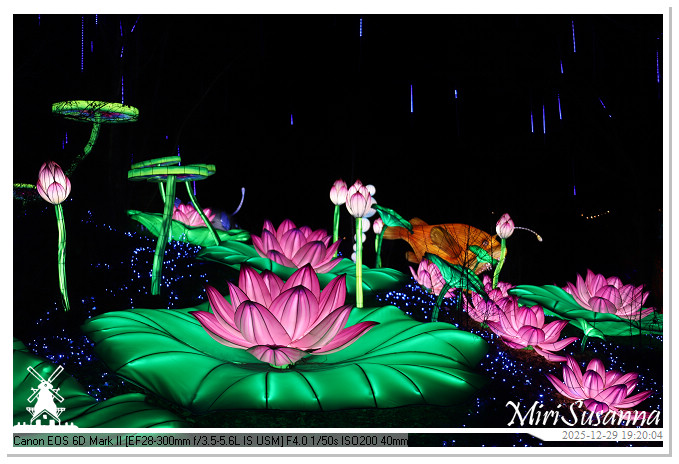 Beekse Bergen Light Safari 2025 IMG_4630@MiriSusanna CC-BY-NC-ND Beekse Bergen Light Safari 2025 IMG_4630