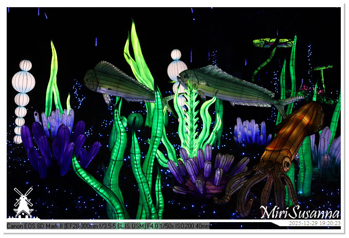 Beekse Bergen Light Safari 2025 IMG_4631@MiriSusanna CC-BY-NC-ND Beekse Bergen Light Safari 2025 IMG_4631