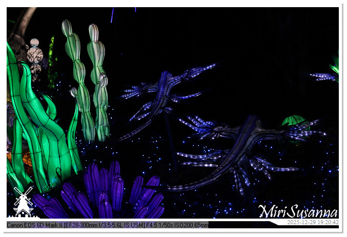 Beekse Bergen Light Safari 2025 IMG_4633@MiriSusanna CC-BY-NC-ND Beekse Bergen Light Safari 2025 IMG_4633