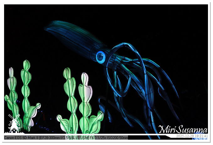 Beekse Bergen Light Safari 2025 IMG_4637@MiriSusanna CC-BY-NC-ND Beekse Bergen Light Safari 2025 IMG_4637