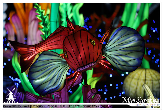 Beekse Bergen Light Safari 2025 IMG_4642@MiriSusanna CC-BY-NC-ND Beekse Bergen Light Safari 2025 IMG_4642