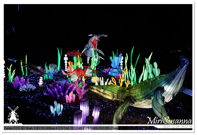 Beekse Bergen Light Safari 2025 IMG_4643@MiriSusanna CC-BY-NC-ND Beekse Bergen Light Safari 2025 IMG_4643