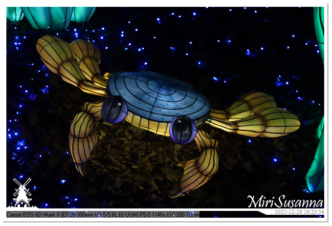 Beekse Bergen Light Safari 2025 IMG_4645@MiriSusanna CC-BY-NC-ND Beekse Bergen Light Safari 2025 IMG_4645