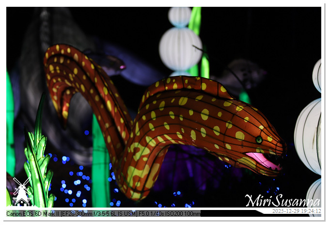 Beekse Bergen Light Safari 2025 IMG_4646@MiriSusanna CC-BY-NC-ND Beekse Bergen Light Safari 2025 IMG_4646