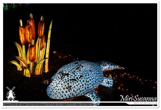 Beekse Bergen Light Safari 2025 IMG_4650@MiriSusanna CC-BY-NC-ND Beekse Bergen Light Safari 2025 IMG_4650