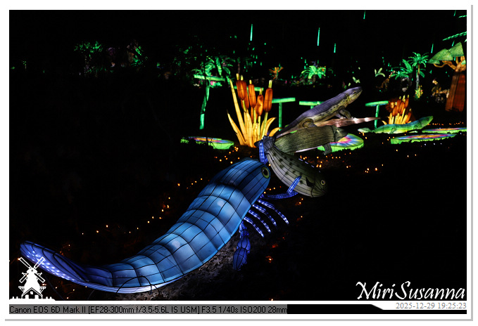 Beekse Bergen Light Safari 2025 IMG_4651@MiriSusanna CC-BY-NC-ND Beekse Bergen Light Safari 2025 IMG_4651