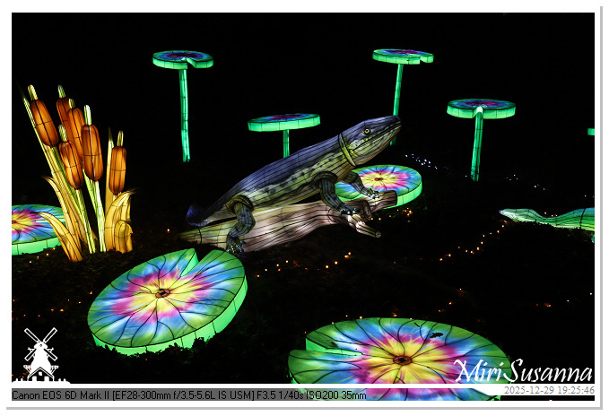 Beekse Bergen Light Safari 2025 IMG_4652@MiriSusanna CC-BY-NC-ND Beekse Bergen Light Safari 2025 IMG_4652