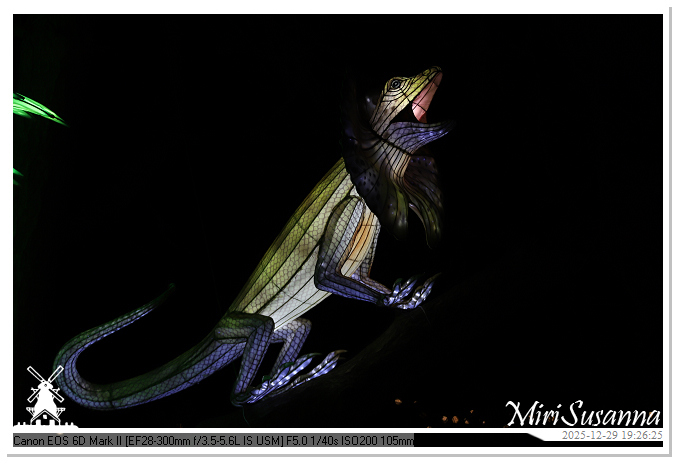 Beekse Bergen Light Safari 2025 IMG_4654@MiriSusanna CC-BY-NC-ND Beekse Bergen Light Safari 2025 IMG_4654