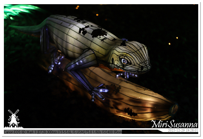 Beekse Bergen Light Safari 2025 IMG_4658@MiriSusanna CC-BY-NC-ND Beekse Bergen Light Safari 2025 IMG_4658