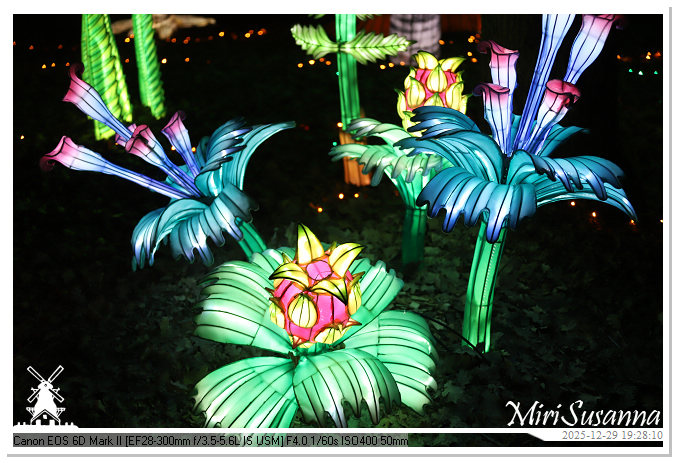 Beekse Bergen Light Safari 2025 IMG_4659@MiriSusanna CC-BY-NC-ND Beekse Bergen Light Safari 2025 IMG_4659