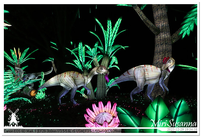 Beekse Bergen Light Safari 2025 IMG_4678@MiriSusanna CC-BY-NC-ND Beekse Bergen Light Safari 2025 IMG_4678