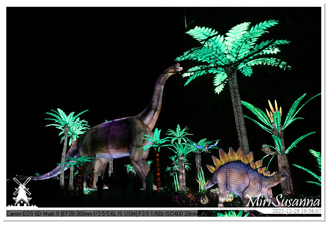 Beekse Bergen Light Safari 2025 IMG_4683@MiriSusanna CC-BY-NC-ND Beekse Bergen Light Safari 2025 IMG_4683