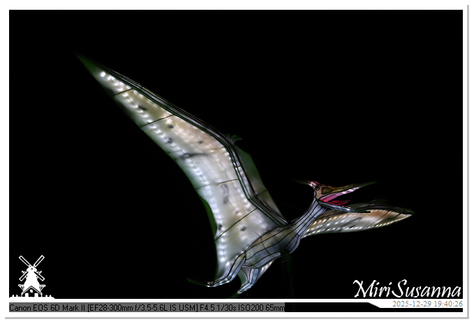 Beekse Bergen Light Safari 2025 IMG_4693@MiriSusanna CC-BY-NC-ND Beekse Bergen Light Safari 2025 IMG_4693