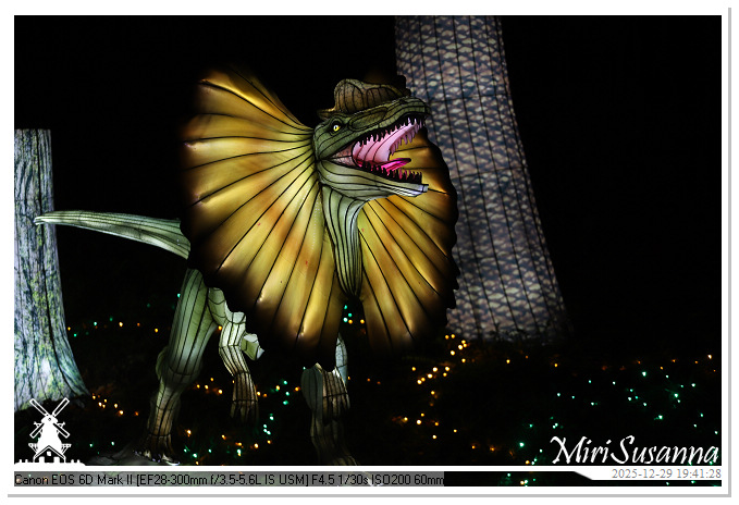 Beekse Bergen Light Safari 2025 IMG_4696@MiriSusanna CC-BY-NC-ND Beekse Bergen Light Safari 2025 IMG_4696