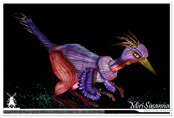 Beekse Bergen Light Safari 2025 IMG_4704@MiriSusanna CC-BY-NC-ND Beekse Bergen Light Safari 2025 IMG_4704