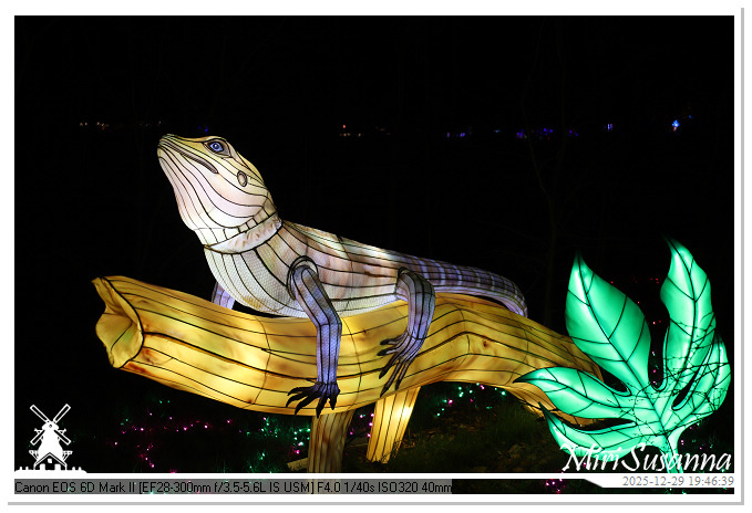 Beekse Bergen Light Safari 2025 IMG_4712@MiriSusanna CC-BY-NC-ND Beekse Bergen Light Safari 2025 IMG_4712