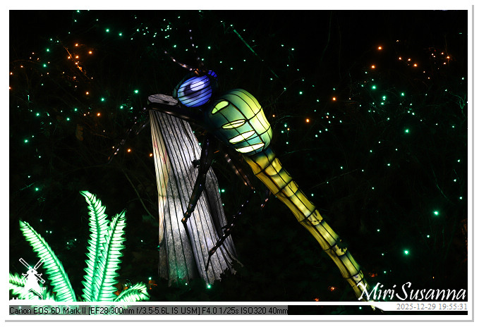 Beekse Bergen Light Safari 2025 IMG_4744