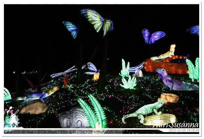 Beekse Bergen Light Safari 2025 IMG_4753