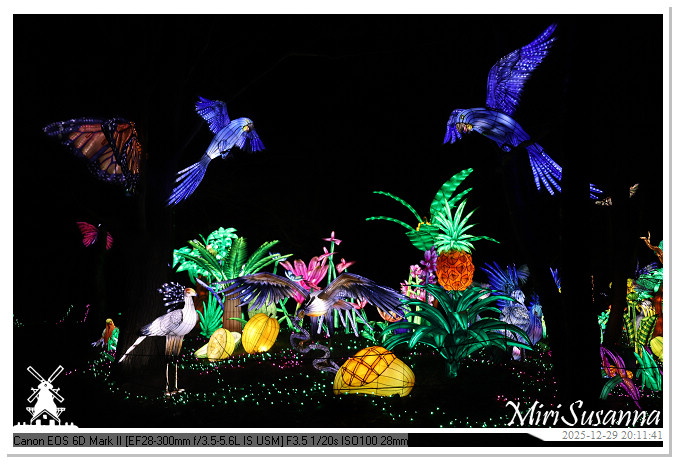 Beekse Bergen Light Safari 2025 IMG_4770