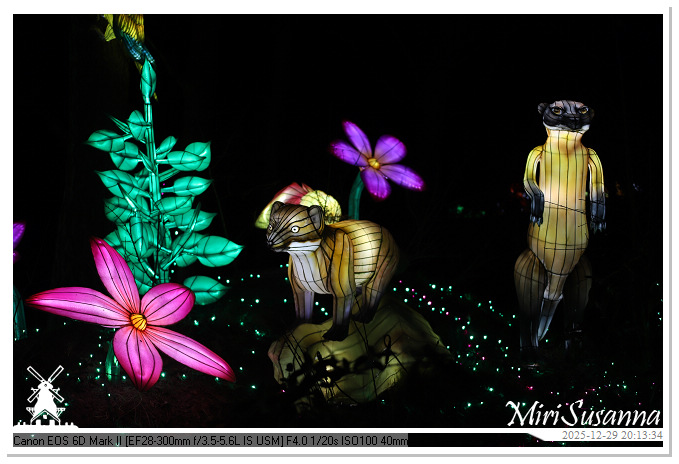 Beekse Bergen Light Safari 2025 IMG_4776