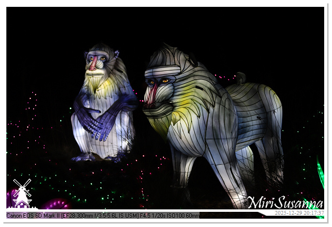 Beekse Bergen Light Safari 2025 IMG_4793