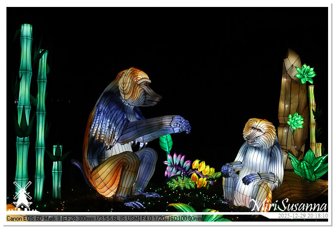 Beekse Bergen Light Safari 2025 IMG_4794