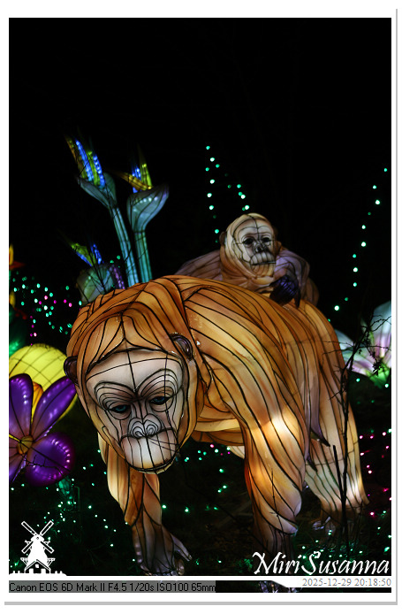 Beekse Bergen Light Safari 2025 IMG_4795